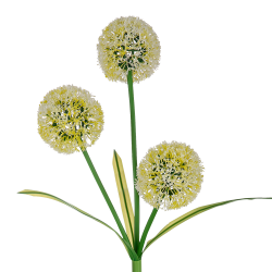 Rebel Ogrodowe Ozdobne  Lampki Solarne Rebel- Czosnek Ozdobny [[