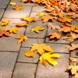 Rebel Odkurzacz Przemysłowy Wet&Dry [[